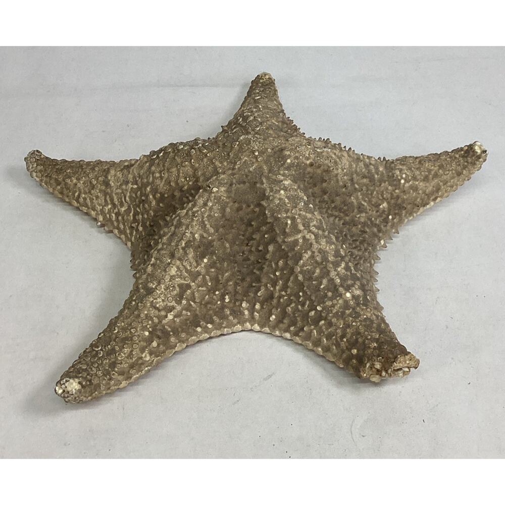 Vintage Large 13” Dried Ocean Sea Star - Starfish - Beach Decor